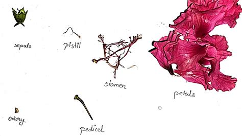 Dissection Of Hibiscus China Rose Ncert Class Class Science