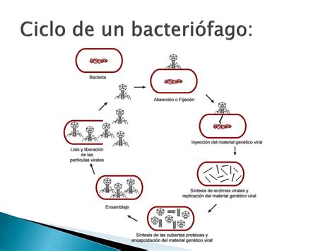 Ppt Infecciones Bacterianas Y Virales Powerpoint Presentation Free Download Id4794471