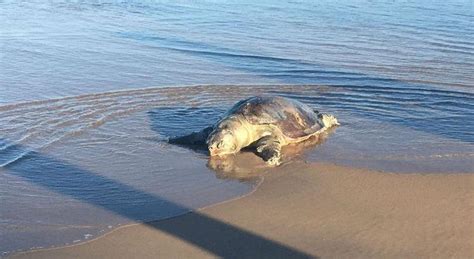 Tartaruga é encontrada morta na Praia de Boa Viagem