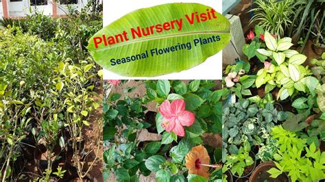 Plant Nursery Visit Cheapest Plant Nursery Plant Price With Names