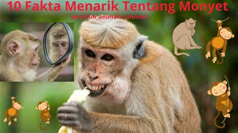 10 Fakta Menarik Tentang Monyet Versi Funanimals Channel Youtube