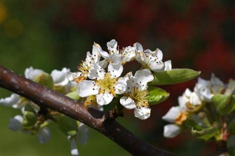 Цветение груши | Blossom, Spring beauty, Pear blossom