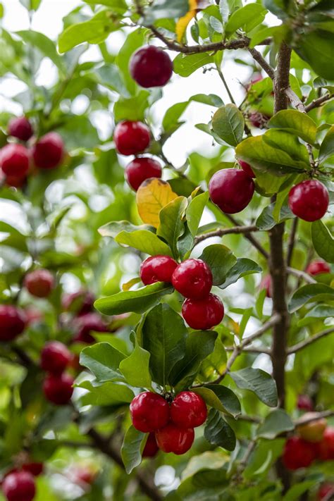 Linda e saborosa Acerola Malpighia emarginata na árvore Frutas doces