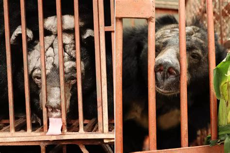 Five ‘broken Bears Rescued From Bile Farm A New Lease On Life Begins