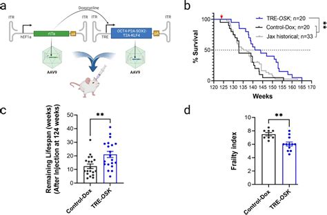 Gene Therapy For Partial Cell Reprogramming Lifespan Io