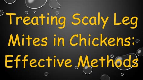 Treating Scaly Leg Mites In Chickens Effective Methods Youtube