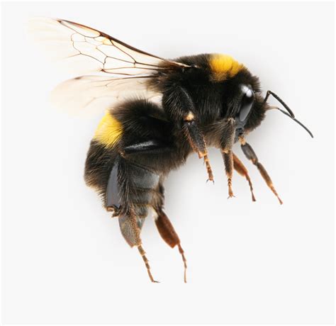 Download High Quality Bumble Bee Clipart Realistic Transparent Png