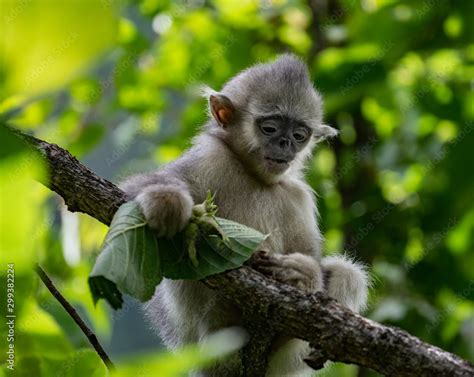 Black And White Snub Nosed Monkey Rhinopithecus Bieti Stupsnasenaffe