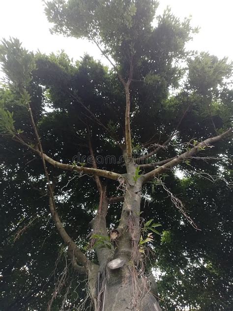1 Looking Up At The Old Banyan Tree With Dense Leaves Stock Photo