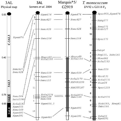 Comparison Of Physical And Genetic Maps Of The Long Arm Of Chromosome