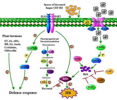 Signal Transduction Pathways Induced By Cef 082 Download Scientific