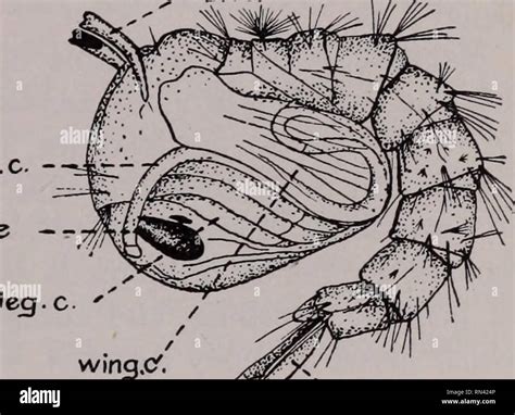 Parasitic Mosquitoes That Feed On Humanoids