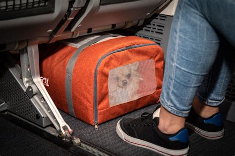 Clientes Smiles Podem Usar Milhas Para Transportar Pets Na Cabine Em