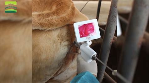 Cow Visual Artificial Insemination Gun Great Farm Youtube