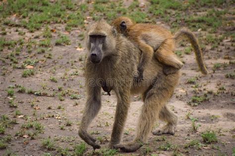 A Mother Baboon and Her Baby Stock Image - Image of park, hwange: 208067541