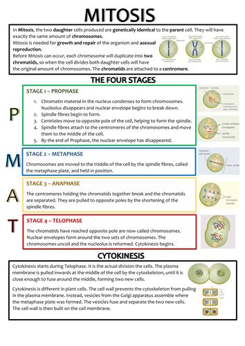 Biology As Level Ocr Revision Notes Cell Division By Nathandpw