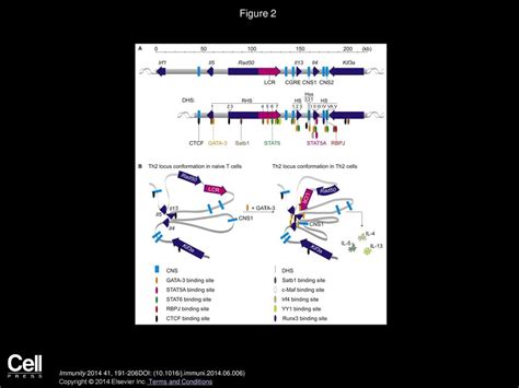 Gata 3 Function In Innate And Adaptive Immunity Ppt Download