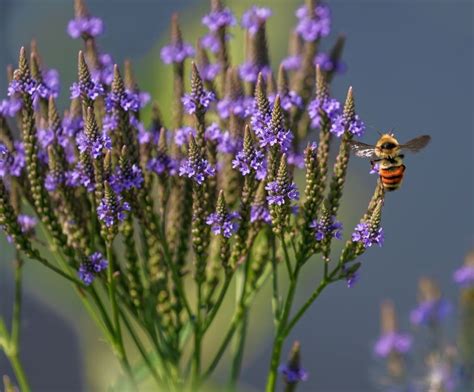 Blue Vervain Benefits And Dosage And How To Use Vinatura Supplements