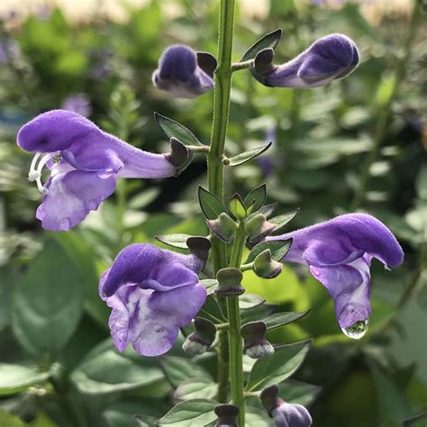 Scutellaria Appalachian Blues From Saunders Brothers Inc