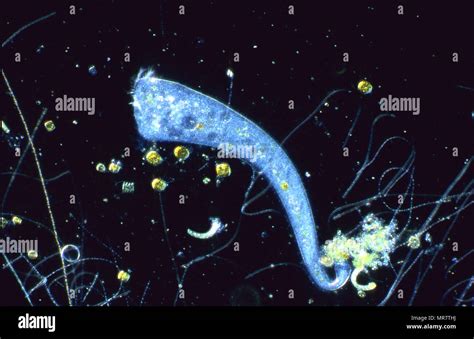 Protozoen Oder Metazoen Fotos Und Bildmaterial In Hoher Aufl Sung Alamy