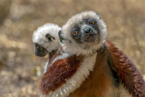 Crowned Sifaka Lemur Propithecus Coronatus .with Baby. Wild Nature.Close Up. Stock Image - Image ...