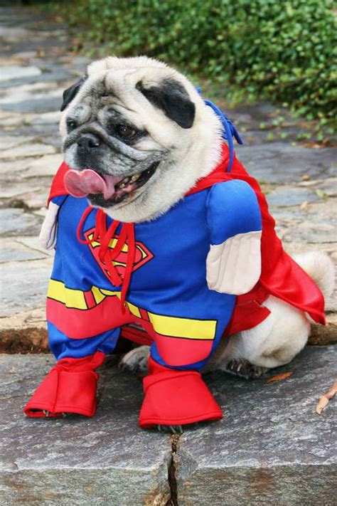 Best Pug Halloween Costumes | PETSIDI