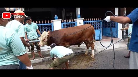 QURBAN SAPI DI MASJID KALIMOSODO YOGYAKARTA YouTube