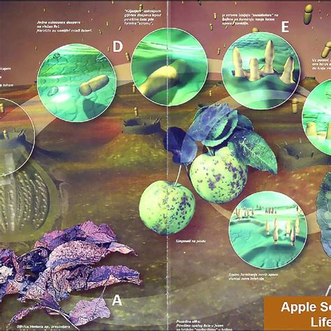 Life cycle of apple scab fungus Venturia inaequalis: (A) Overwintering ...