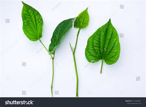 28 Daun Kaduk Images Stock Photos And Vectors Shutterstock