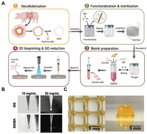 Materials Free Full Text Recent Advances In Decellularized