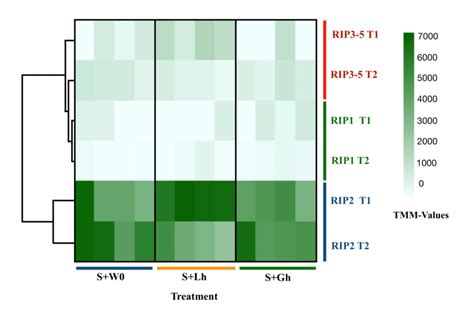 Expression Levels Of The Five Ribosome Inactivating Protein Rip Genes