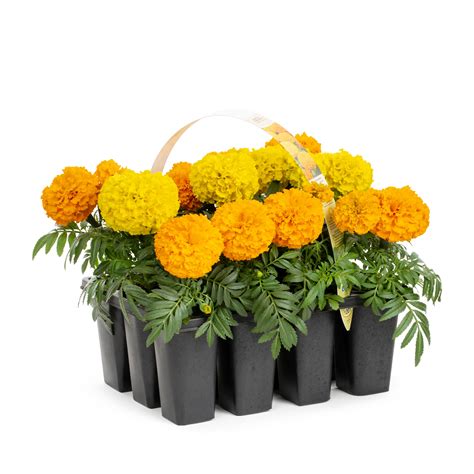 French Marigold Plants For Sale at Isabella Embry blog