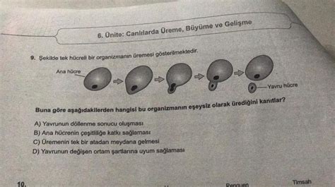 6 Ünite Canlılarda Üreme Büyüme Ve Gelişme 9 Şekilde Tek Hücreli