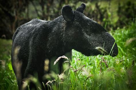Andean Tapir - Wild Expedition
