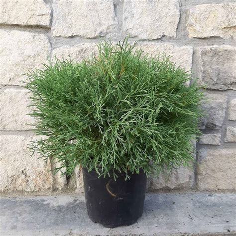 Fire Chief Arborvitae 2 Container Grimms Gardens