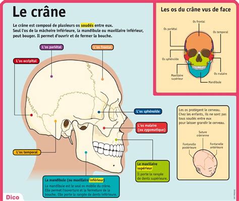 Pingl Par Elena P Rez Sur Fle La Description Le Corps Et Le