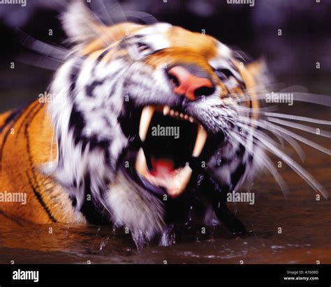 Siberian Tiger Swimming In River Stock Photo Alamy