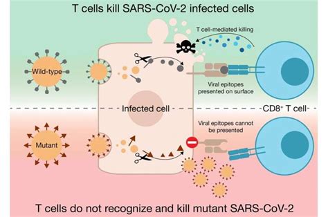 Sars Cov Mutations Can Complicate Immune Surveillance Of Human T