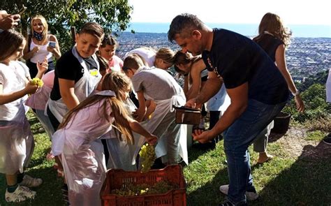 La Festa Della Vendemmia Dei Bambini Dalla Raccolta Nel Vigneto Di