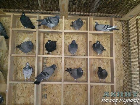 18 Pigeons Perches ideas | pigeon loft, racing pigeons, pigeon