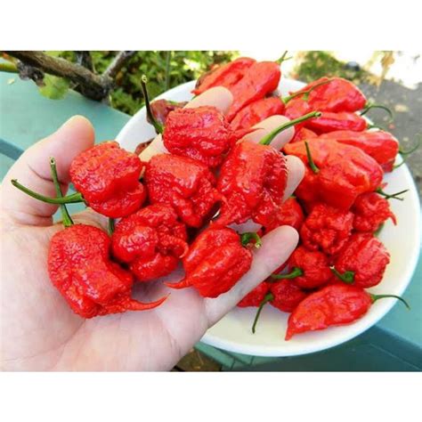 Jual Isi Butir Benih Cabai Carolina Reaper Benih Tanaman Shopee