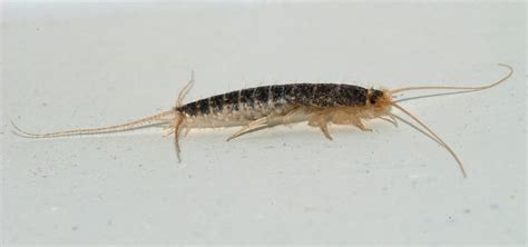 Do Silverfish Bite People? An Ultimate Guide