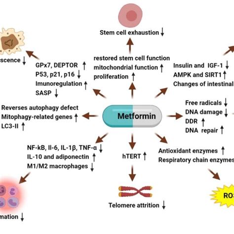 Metformin Counters Aging Hallmarksthrough Different Pathways Download Scientific Diagram