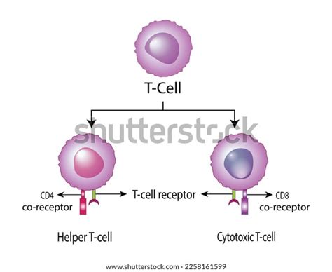 T Cell Helper T Cell Cytotoxic Stock Vector Royalty Free