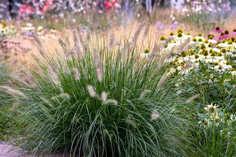 Best Landscaping Plants That Will Grow Perfectly Around Your Home