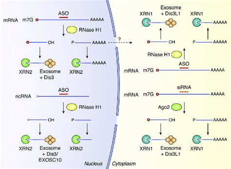 Rna Cleavage Fragments By Rnase H Or Sirna Are Degraded By