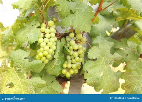 Feche Acima Do Grupo De Uvas Verdes Frescas Na Videira As Folhas