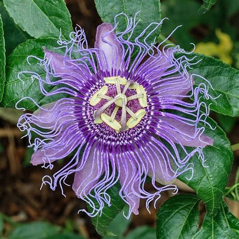 Passionflower Passiflora Incarnata Trustgaia