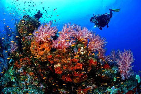 Scuba Diving Coral Reef Wallpaper