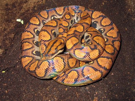 Serpentes do Brasil °::..